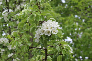 
Snow-white flowers blossomed on a pear tree in spring