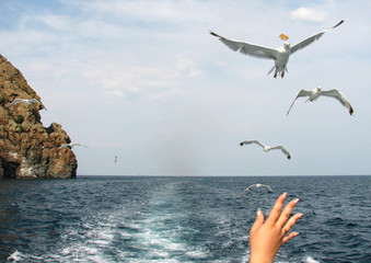 
Summer, sea, seagulls fly behind the ship, catch food on the fly
