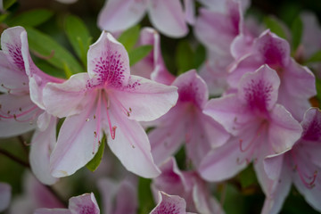 Close Up of Pink Azalea Bloom