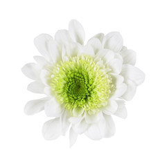 White and green chrysanthemum flower