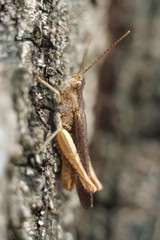 Brown grasshopper on the bark of a tree