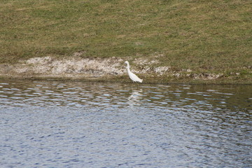 garza blanca