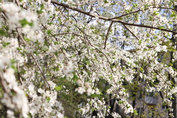 blooming cherry-tree in spring 