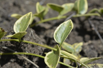 green plant growing in soil