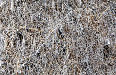 Close up of cat brush with cat hair. Texture. Animal wire bristle grooming brush. Light colored animal fur stuck to comb.