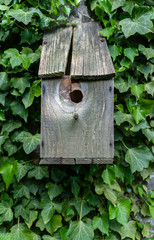 birdhouse, house, tree, wood, nature, wooden, home,