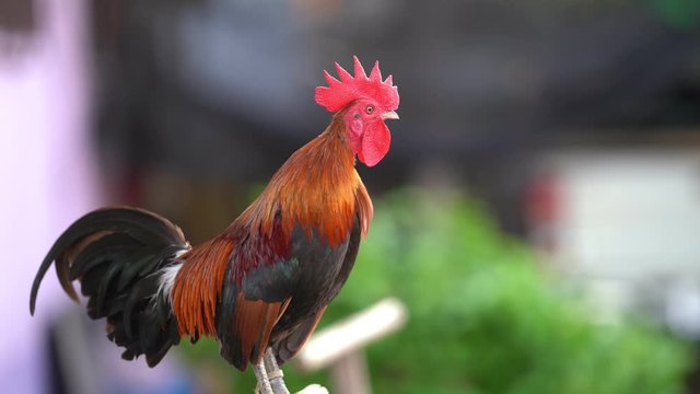 Rooster crowing in the morning and sound chicken crow, 4K