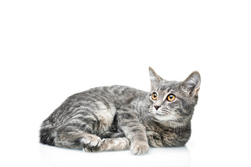 Grey smoky kitten on a white background. Pet on a white background.