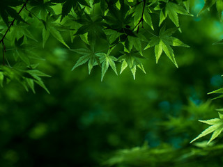 新緑　カエデの葉　５月