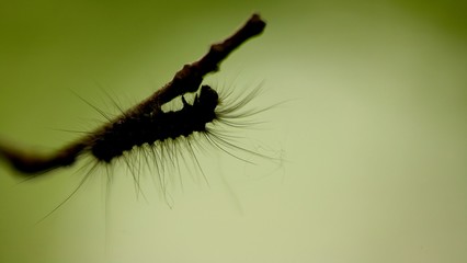 Chenille silhouette poilu macro - biodiversité