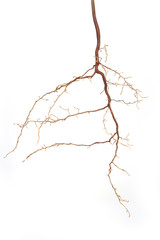 Roots of a plant on a white background