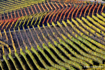Fototapeta premium Geometrie vinicole