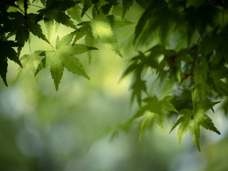 Fototapeta na wymiar 新緑　カエデの葉　５月