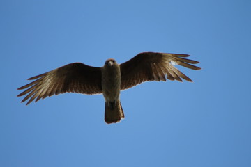 chimango volando