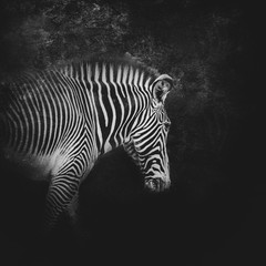 Obraz na płótnie Canvas Black and White Zebra
