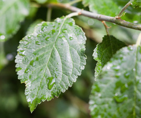 Wet green leaves.