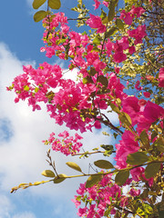 Beautiful pink bougainvillea on a Caribbean blue sky. Exotic floral background.