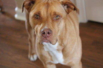 Red Nose Pitbull