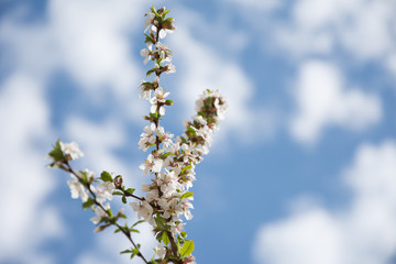 blossoming cherry tree in spring