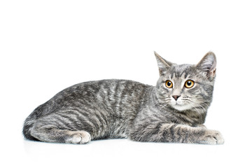 Grey smoky kitten on a white background. Pet on a white background.