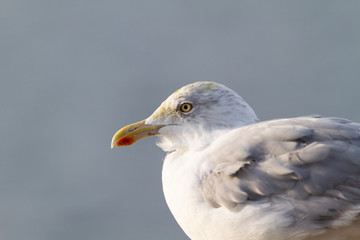 seaugull