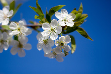 apple tree blossom