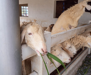 Sheep eating grass in the farm
