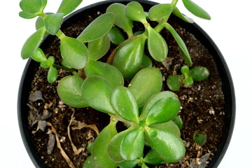 suculenta crasa planta vegetal  verde tiesto sembrar cultivar poblar trasplantar cavar
