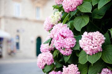 Pink hydrangea flowers at town street in Europe. Bushes blooming in spring and summer in Italy and Provence.