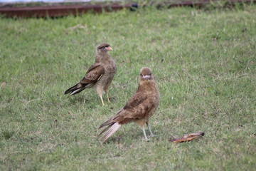 chimangos comiendo