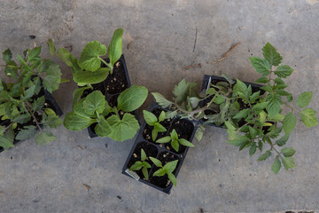 Vegetable plants in starter sets