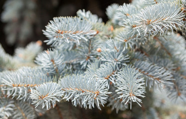 Blue spruce coniferous branches