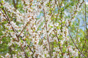 blossoming cherry tree in spring