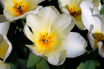 Fototapeta na wymiar Full bloom macro view of the inside of a white yellow tulip flower in the spring garden