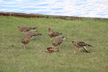 chimangos comiendo