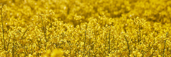 Obraz premium mai wonnemonat