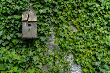 birdhouse, house, tree, nature, wood, wooden