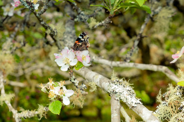 butterfly on a flower