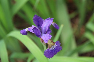 purple iris flower in the garden