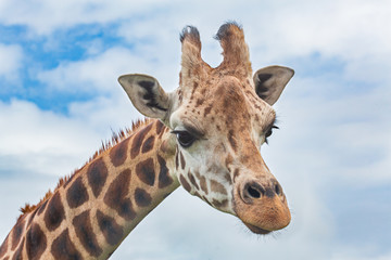 portrait of giraffe