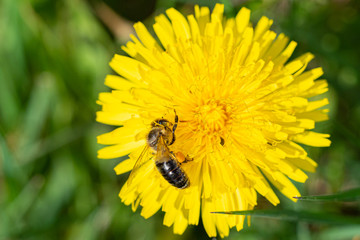 Honey bee on dandelion. Bee collects nectar on a yellow dandelion.