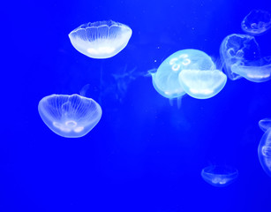 Naklejka na ściany i meble jellyfish in an aquarium 