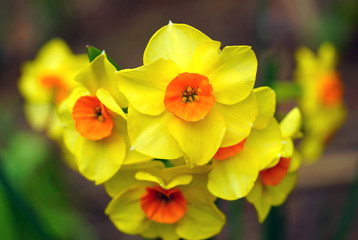 Obraz premium Yellow and orange narcissus daffodil flowers growing in the garden