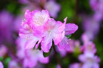Pink azalea flower bush in the spring garden