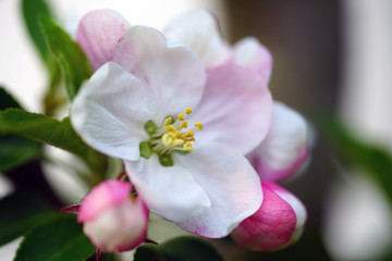 Pink and white apple blossoms and buds on a branch in the spring