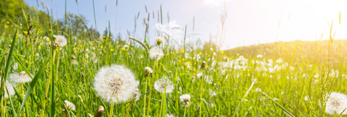 Idyllic flower meadow with blowball flowers, scenic sunbeams and lens flare