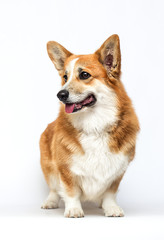 dog looking sideways on a white background