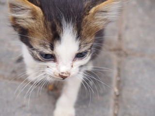 Zooming in on the cat in the town, Medina, Place de Jama el Fna, Marrakech, Morocco