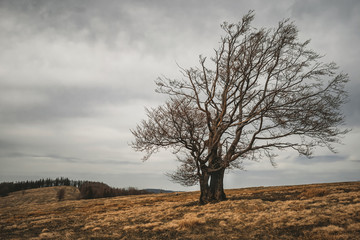 Dramatic landscape in stormy weather with alone old tree