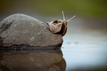 Helix pomatia, Roman snail, Burgundy snail, edible snail or escargot finding its way across a shallow puddle